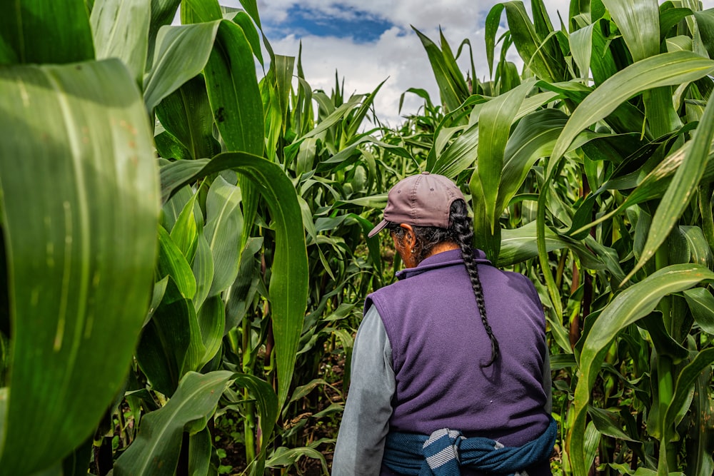 a man standing in a field of corn