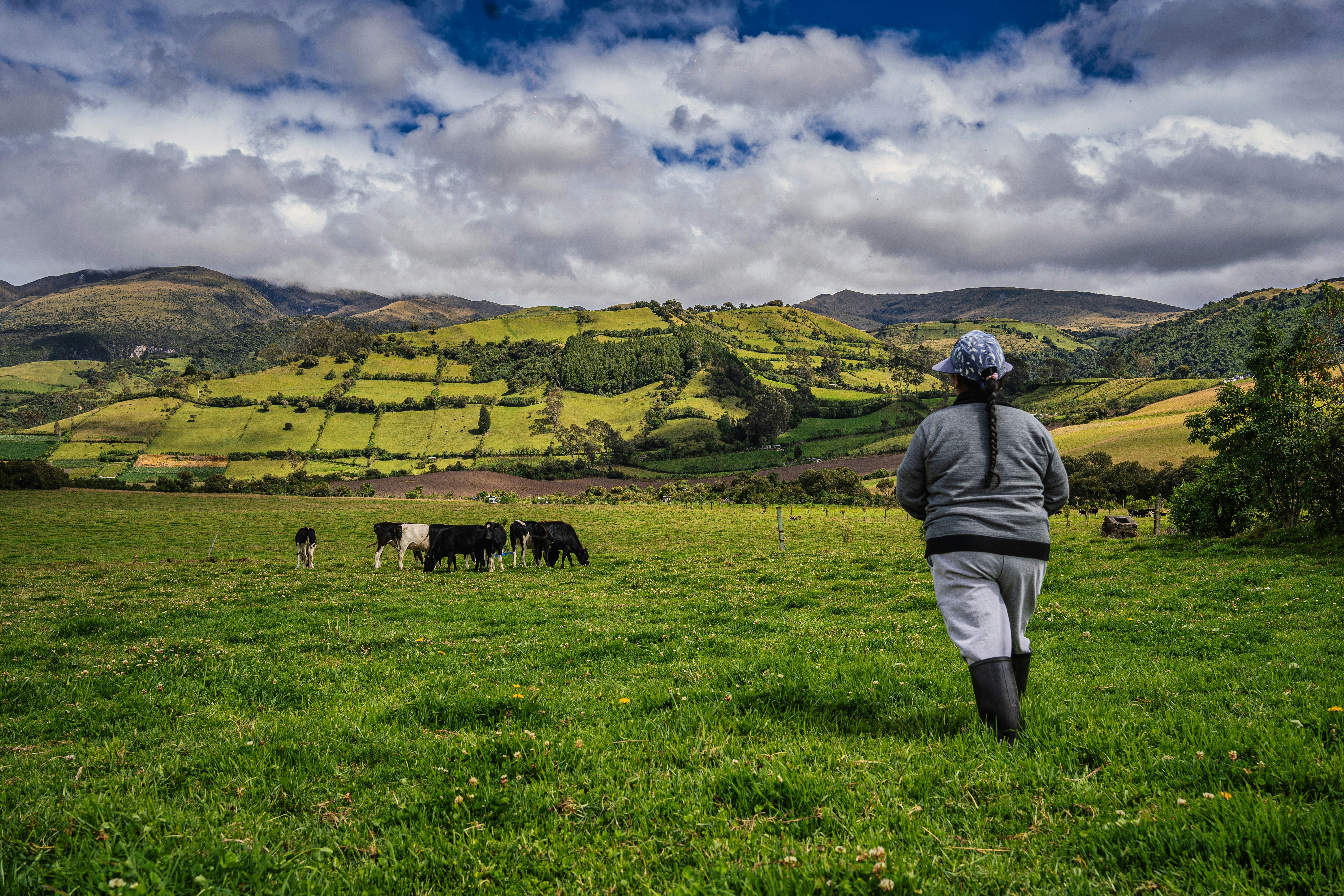 a person walking in a field with cows