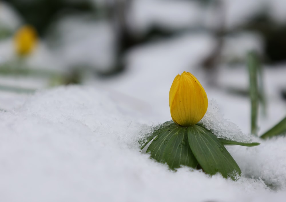 a single yellow tulip sitting in the snow