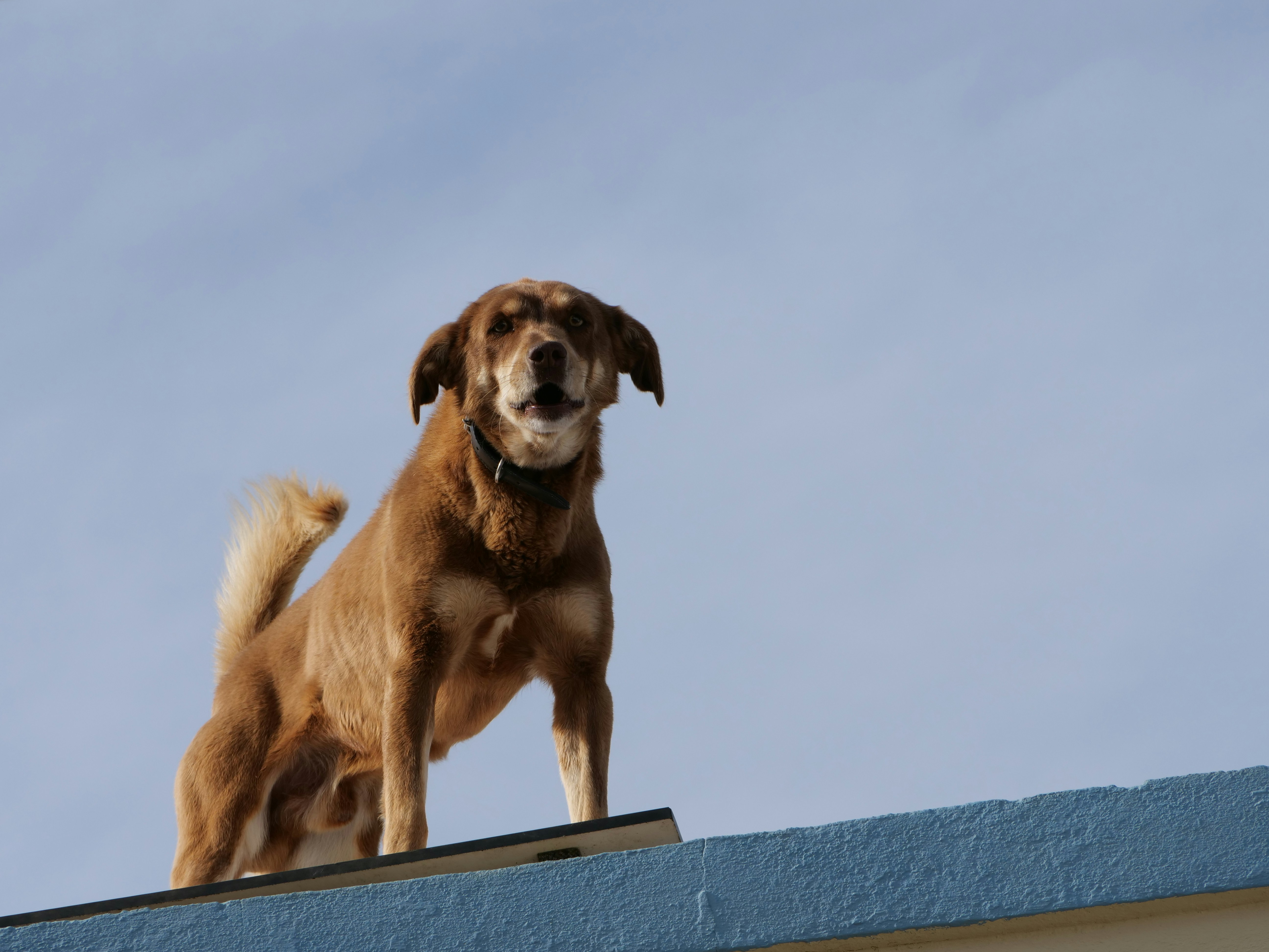 Happy dog and owner relaxing on a rooftop terrace with Chicago skyline in background - pet friendly apartments in uptown chicago
