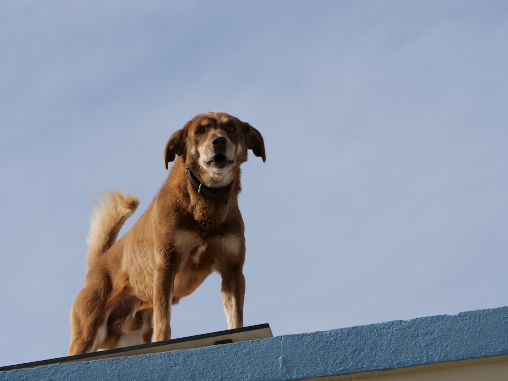 a brown dog standing on top of a roof