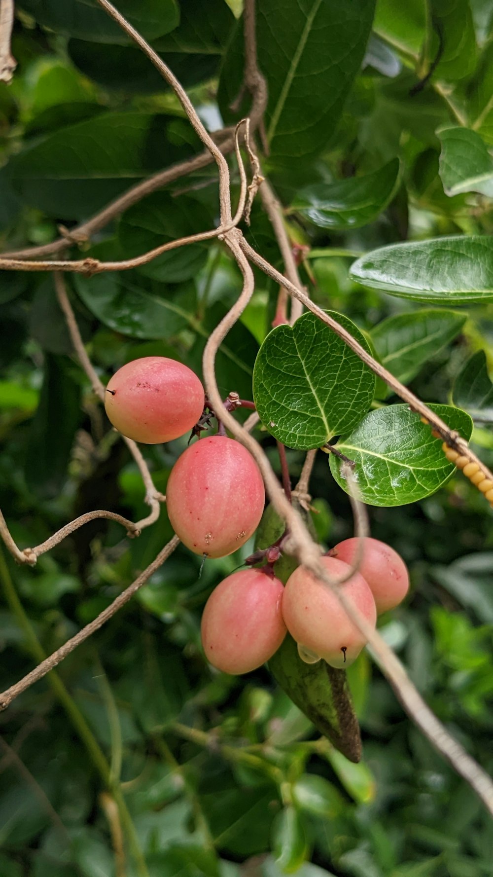 a bunch of fruit hanging from a tree