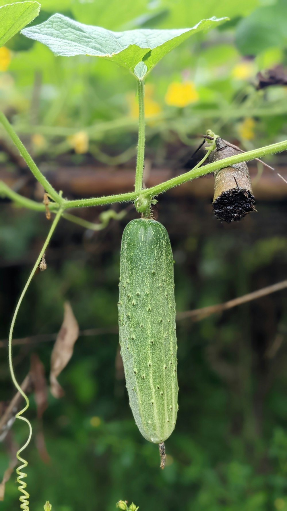 a cucumber growing on a vine in a garden