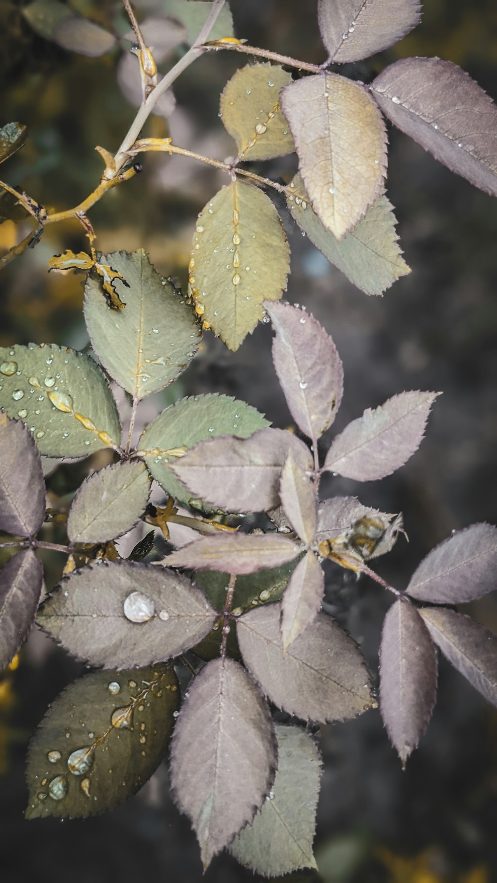 a close up of leaves with water droplets on them