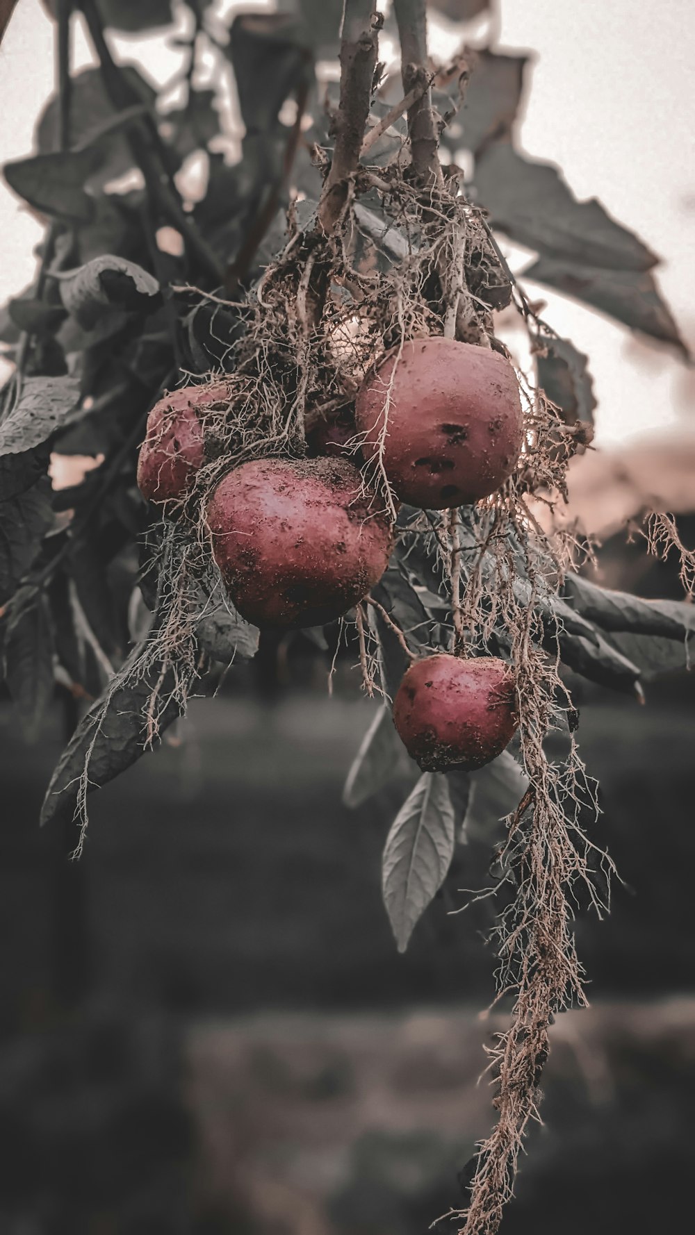 a bunch of red fruit hanging from a tree