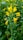A close-up of a tall mustard plant with vibrant yellow flowers. The background is filled with similar plants, creating a lush green and yellow field.