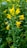 A close-up of a tall mustard plant with vibrant yellow flowers. The background is filled with similar plants, creating a lush green and yellow field.