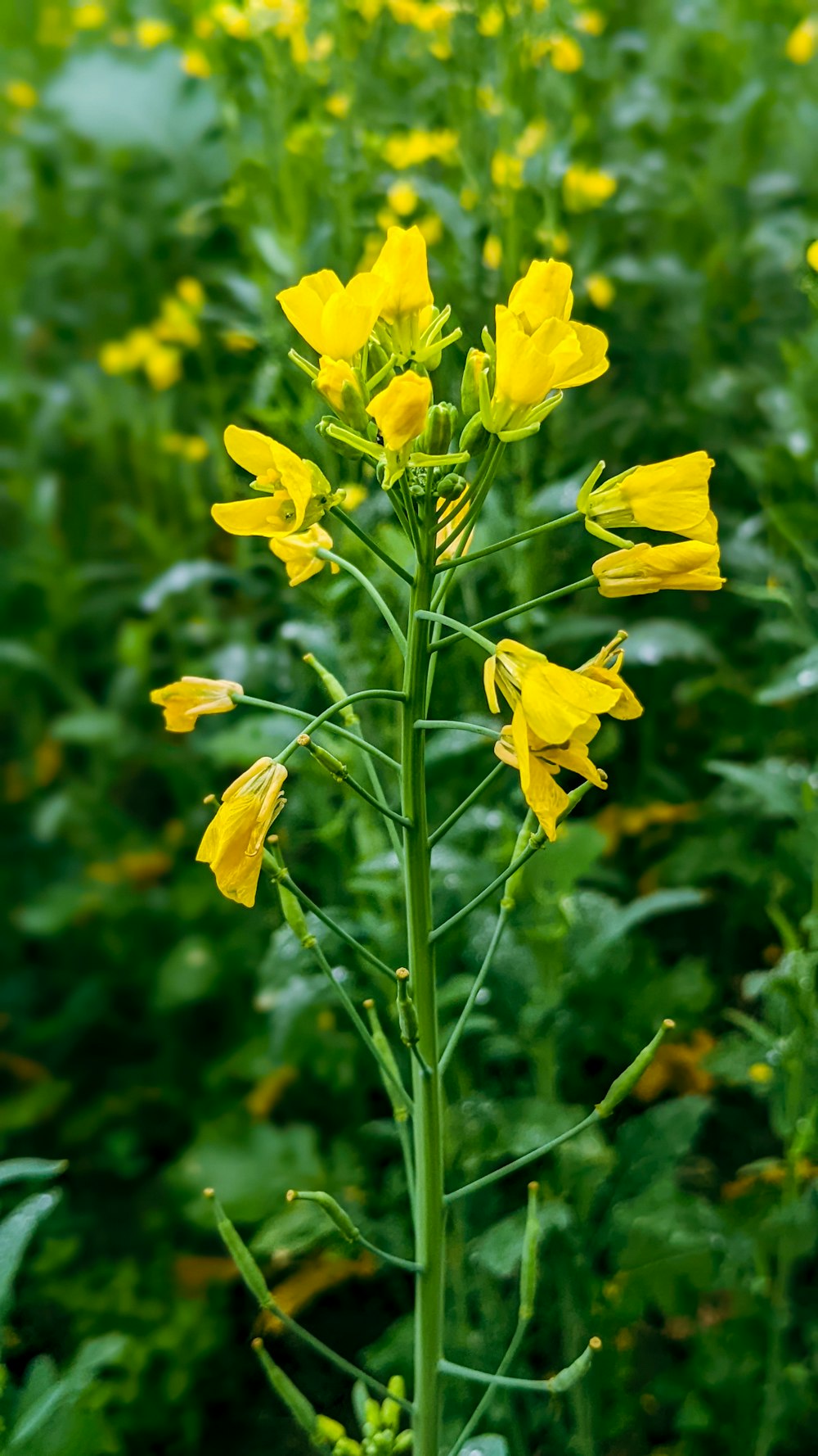 a tall plant with yellow flowers in a field