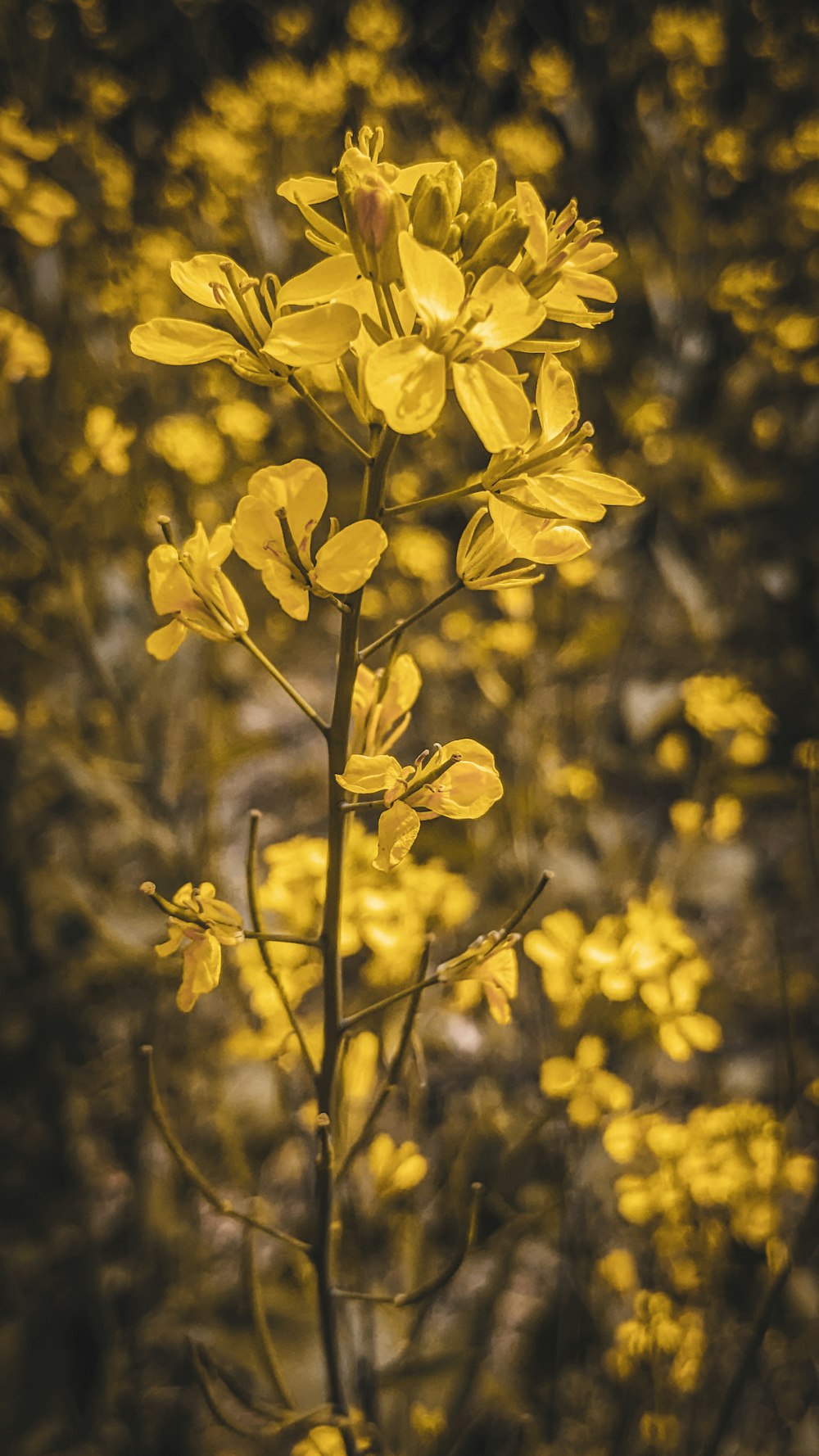 a close up of a plant with yellow flowers