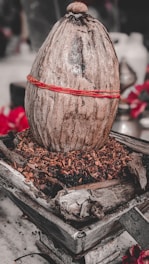 A large, weathered coconut sits vertically on a bed of dried leaves and mulch inside a square wooden container. It is encircled by a thin red thread. The surroundings are slightly blurred, giving a sense of focus on the coconut. In the background, there are blurred red flowers and indistinct shapes.