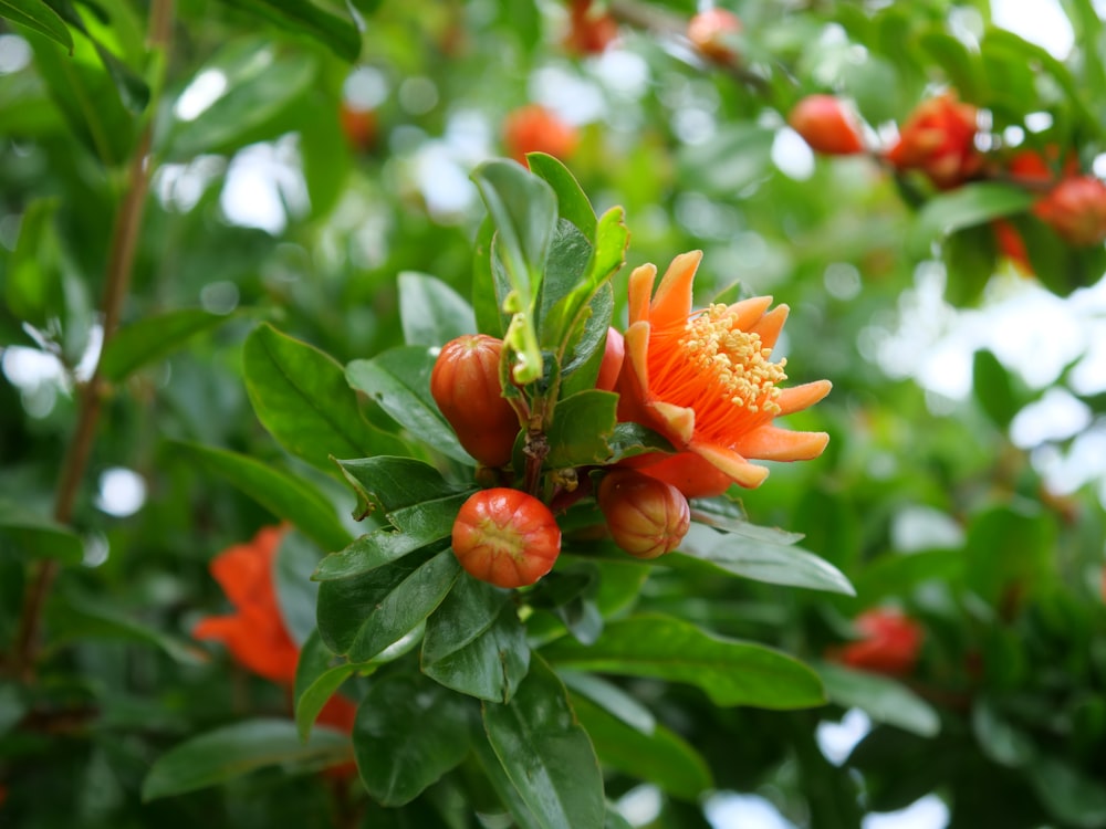 a close up of an orange flower on a tree