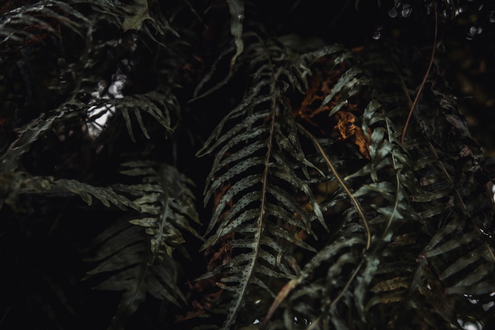 a close up of a plant with lots of leaves