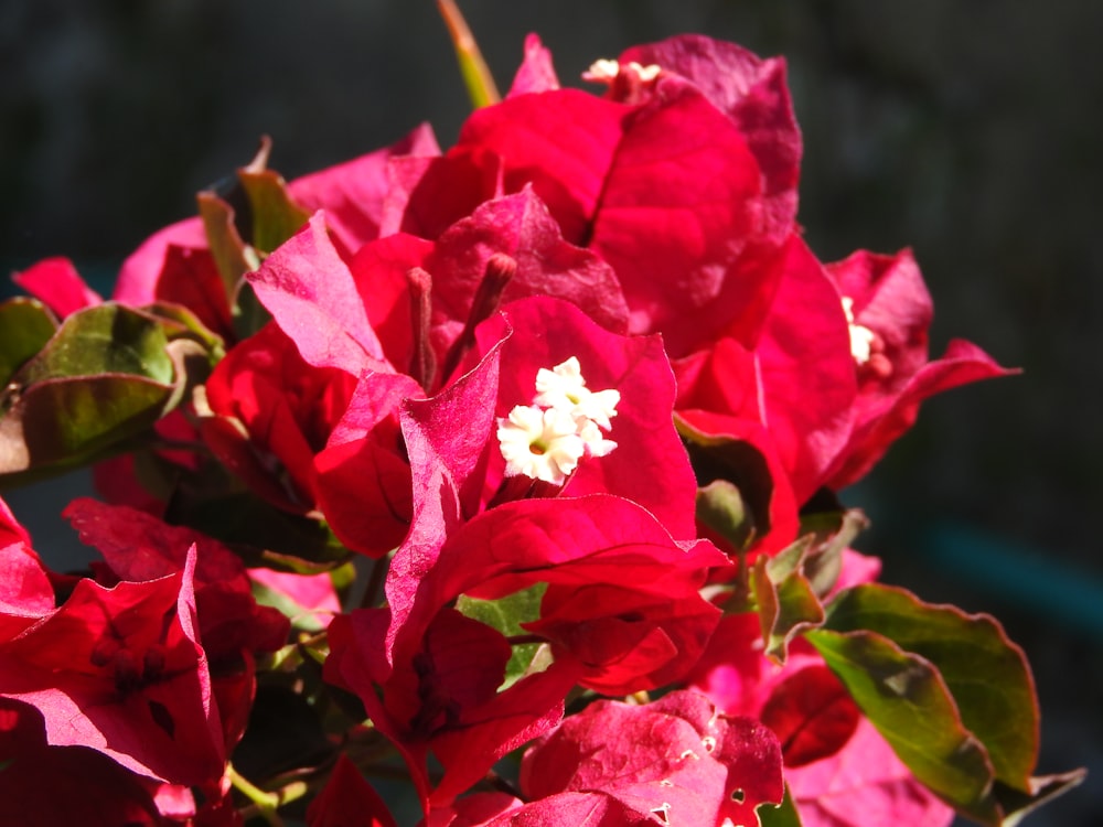 a close up of a bunch of red flowers