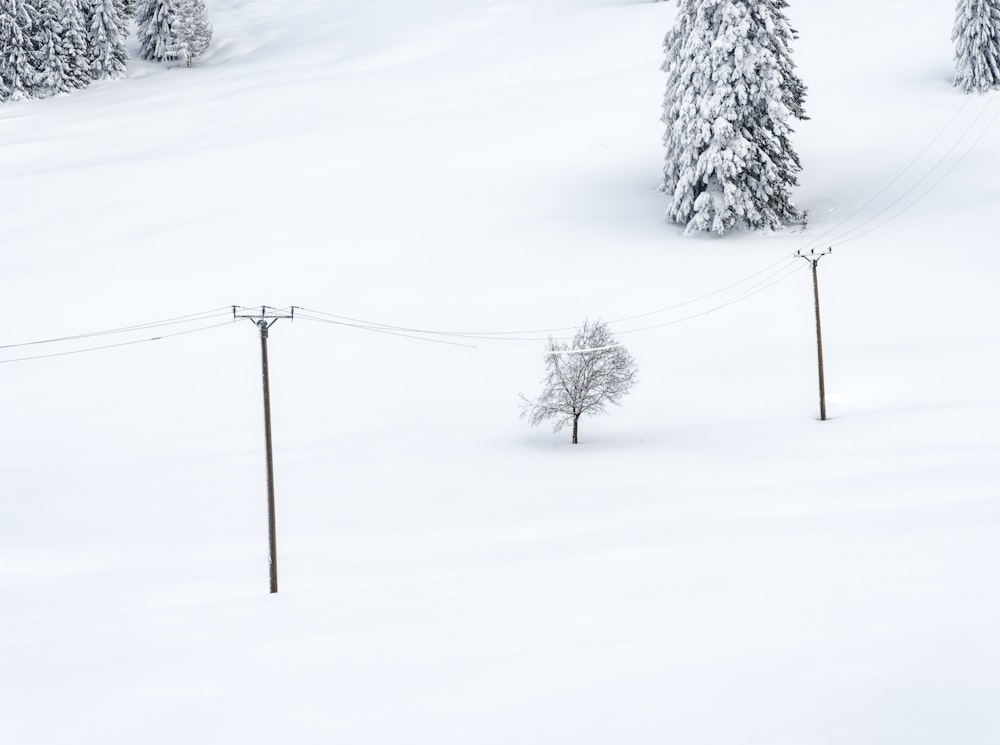 a snow covered field with power lines and trees