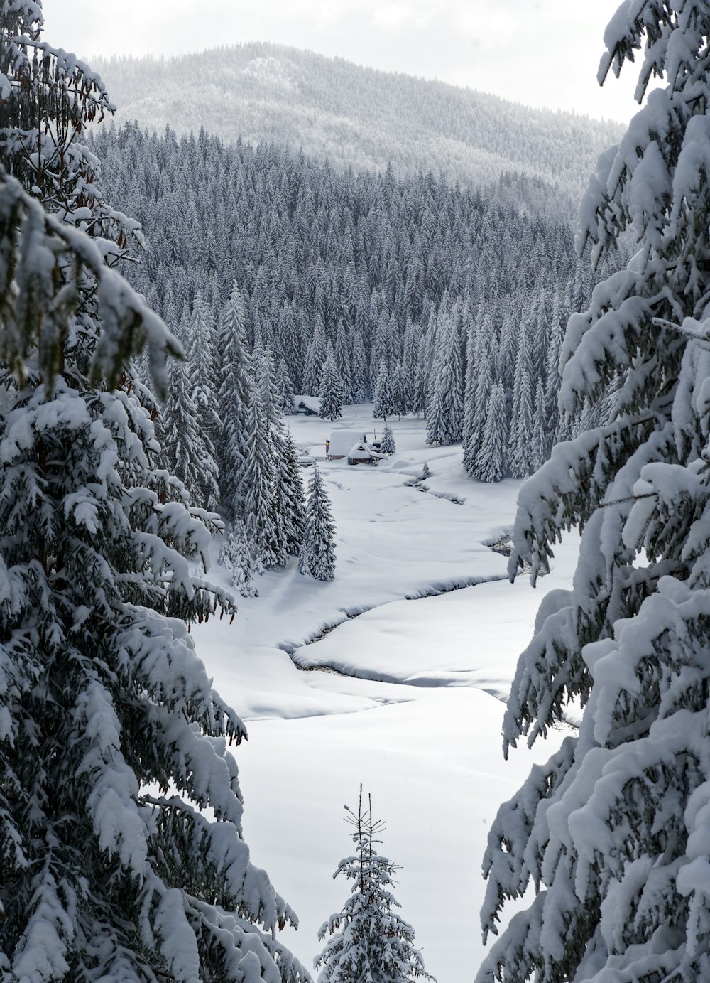 Una vista de un bosque cubierto de nieve desde la distancia