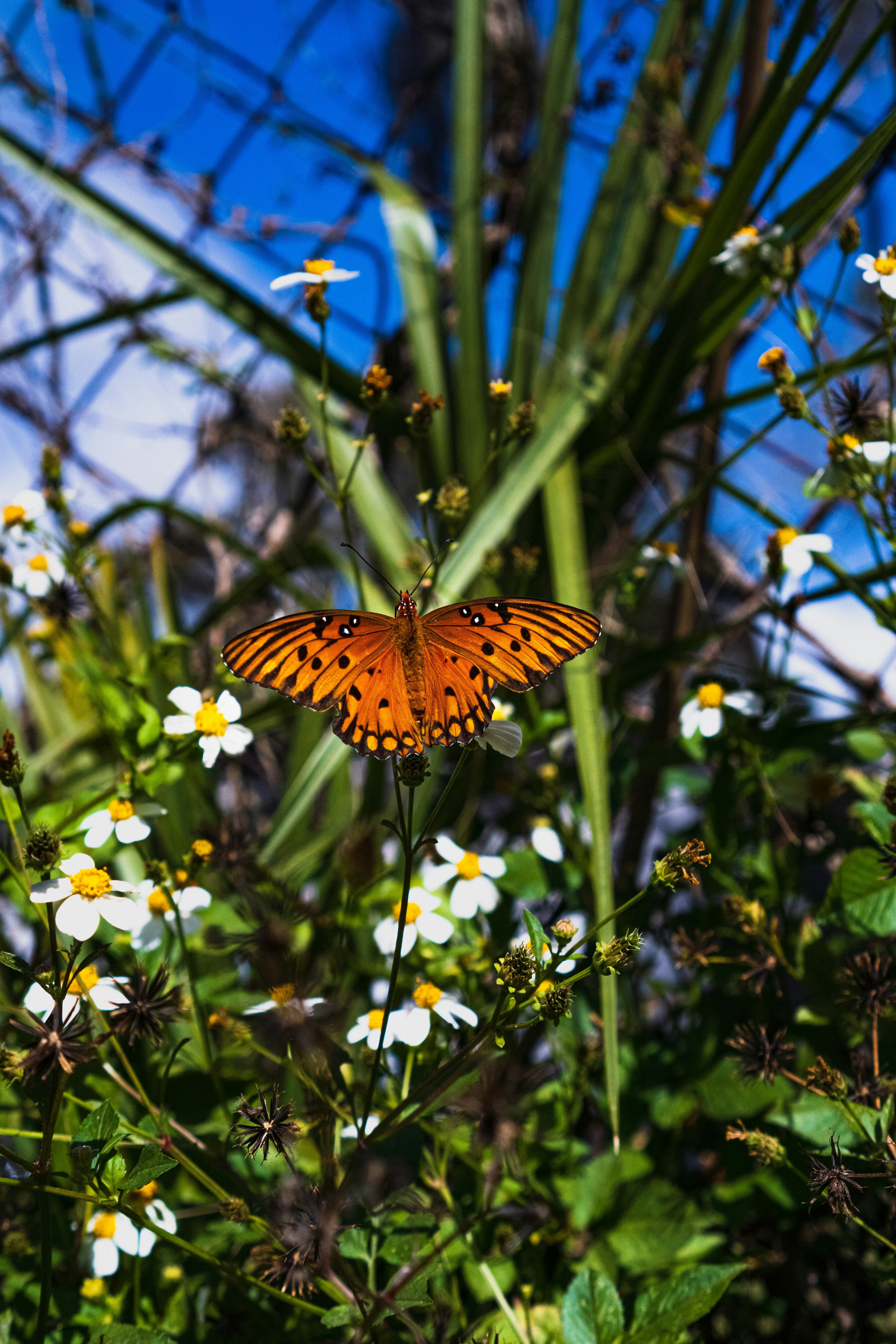 Photo by pieshelpfuloven