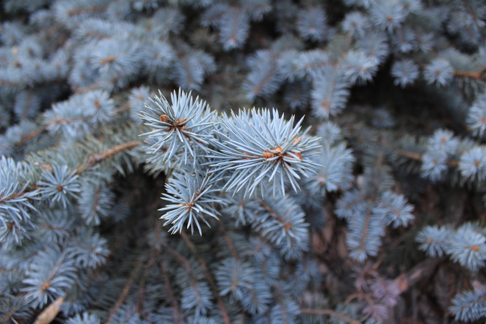 a close up of a pine tree branch