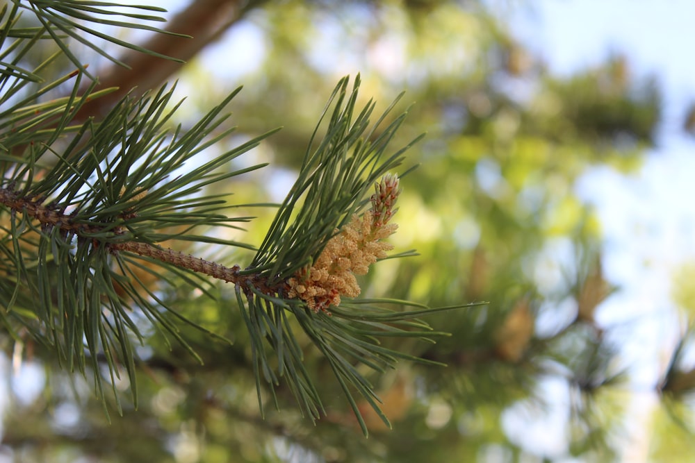 a close up of a pine tree branch