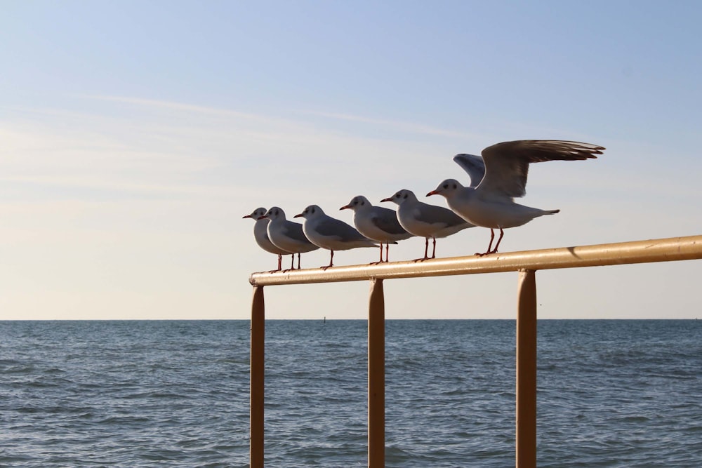 a group of seagulls sitting on a metal railing