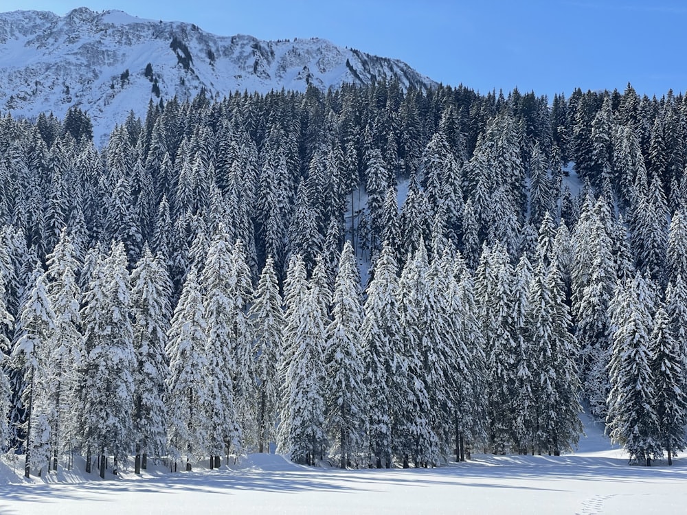 a snow covered forest with a mountain in the background