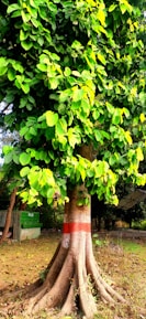 A tree symbolizing growth and opportunity in a community.