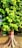 A tall tree with a thick trunk and spreading roots stands prominently. The trunk features a red band painted around it. The tree is lush with vibrant green leaves, some tinged with yellow. There is a small structure with green and white walls in the background, surrounded by grass and fallen leaves.