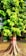 A tall tree with a thick trunk and spreading roots stands prominently. The trunk features a red band painted around it. The tree is lush with vibrant green leaves, some tinged with yellow. There is a small structure with green and white walls in the background, surrounded by grass and fallen leaves.