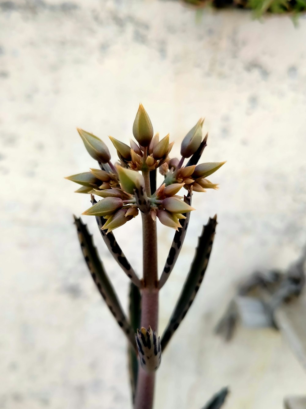 a close up of a flower on a plant