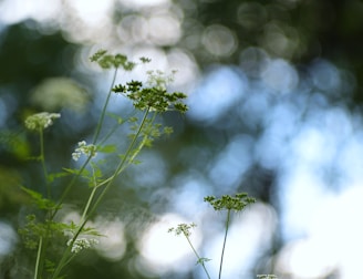 a close up of a plant with a blurry background