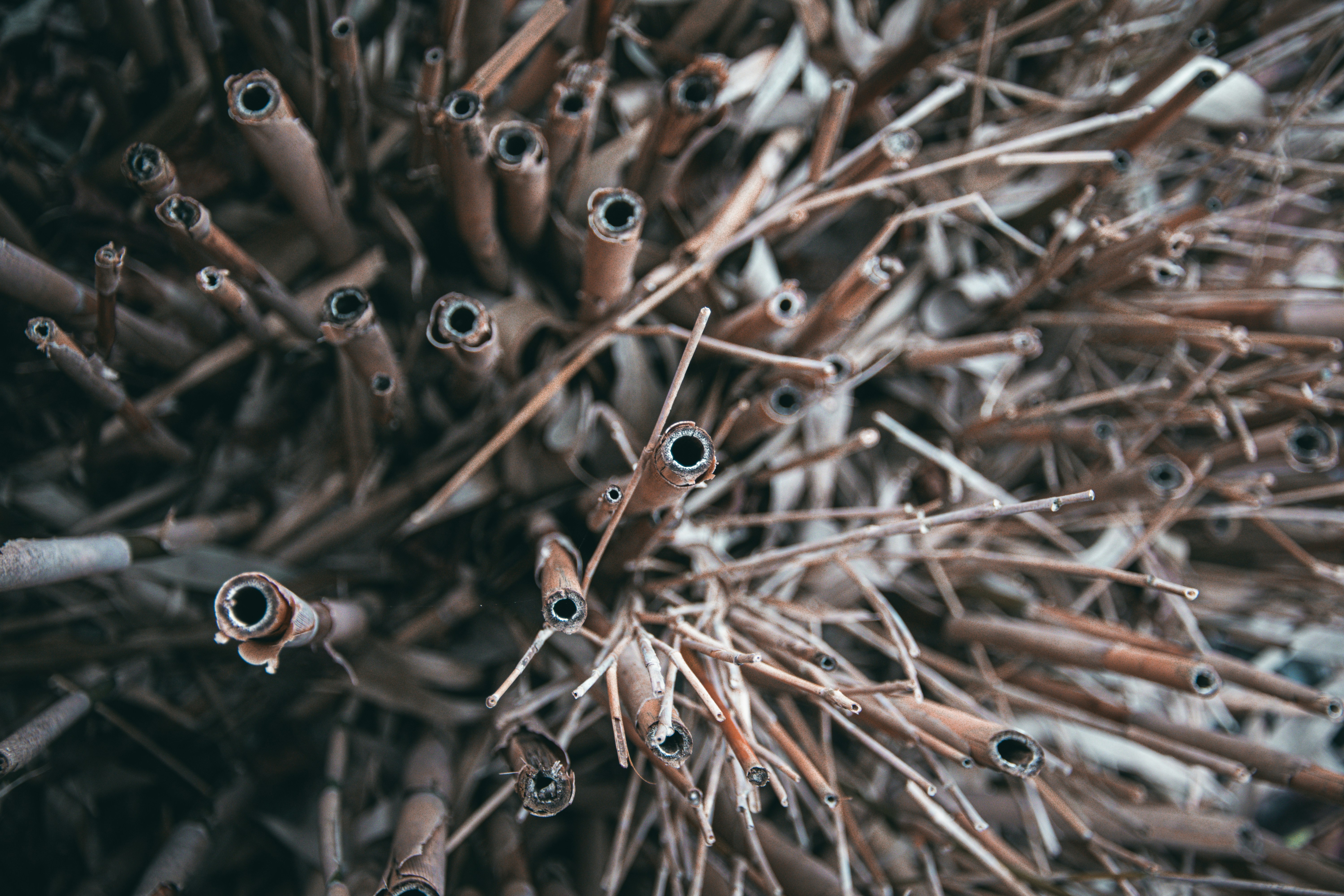 dead bamboo