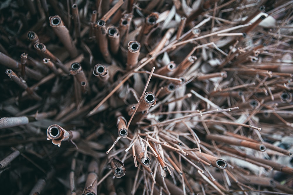 a close up of a bunch of sticks and needles