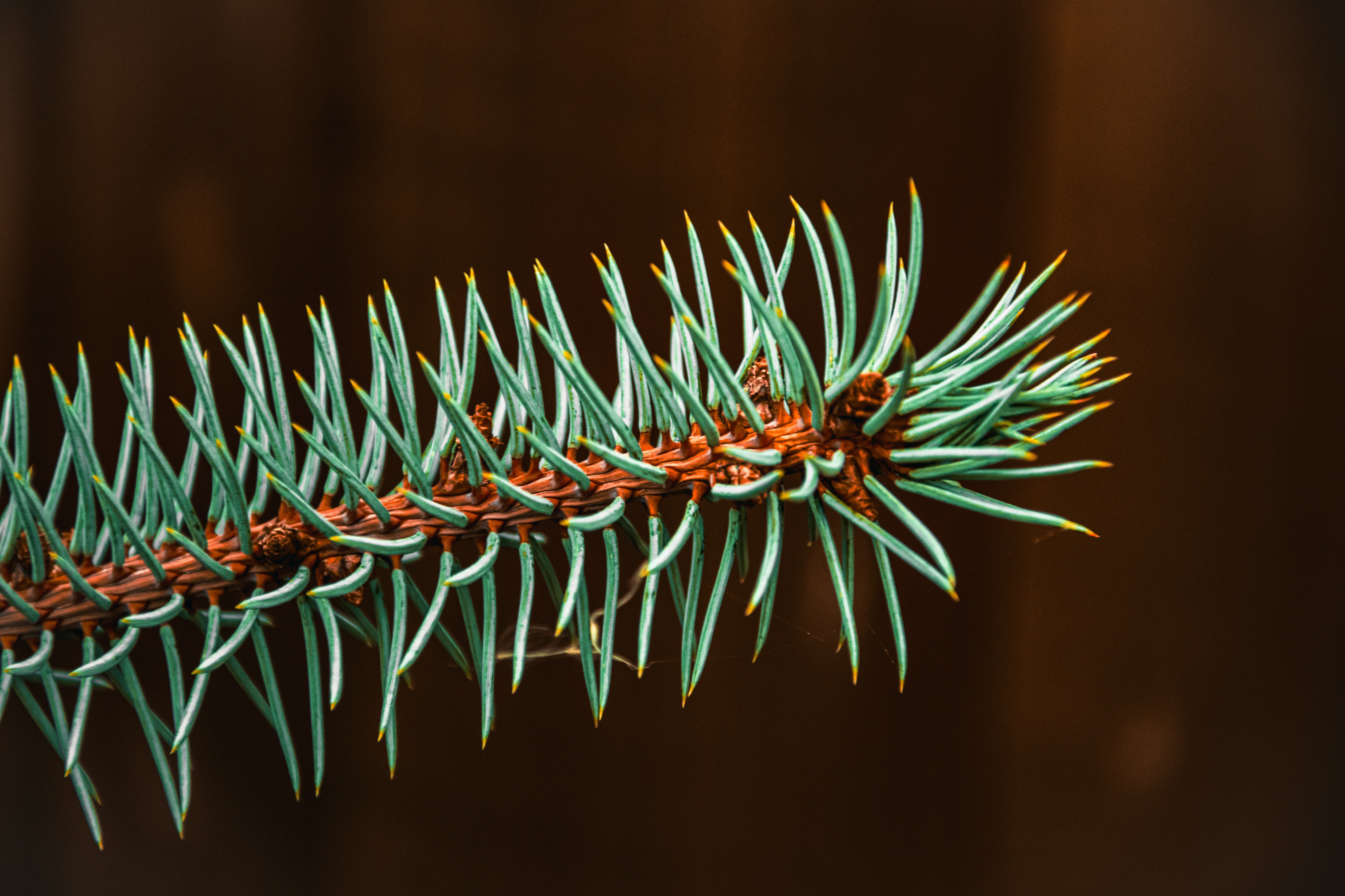 Knotty Pine