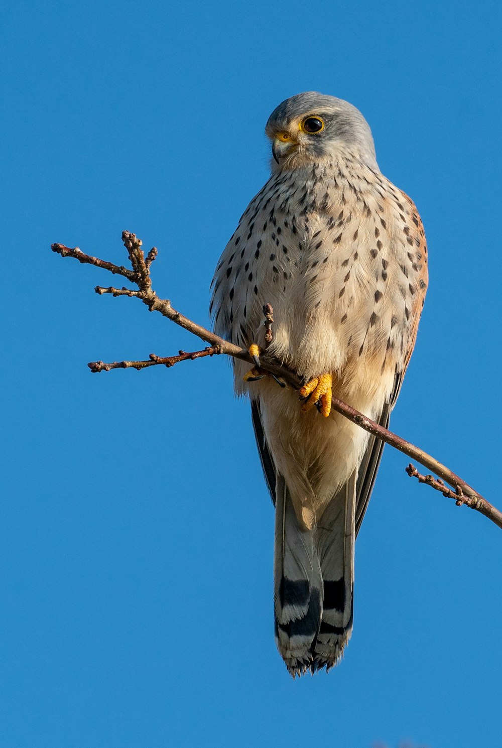 a bird perched on a branch with a blue sky in the background