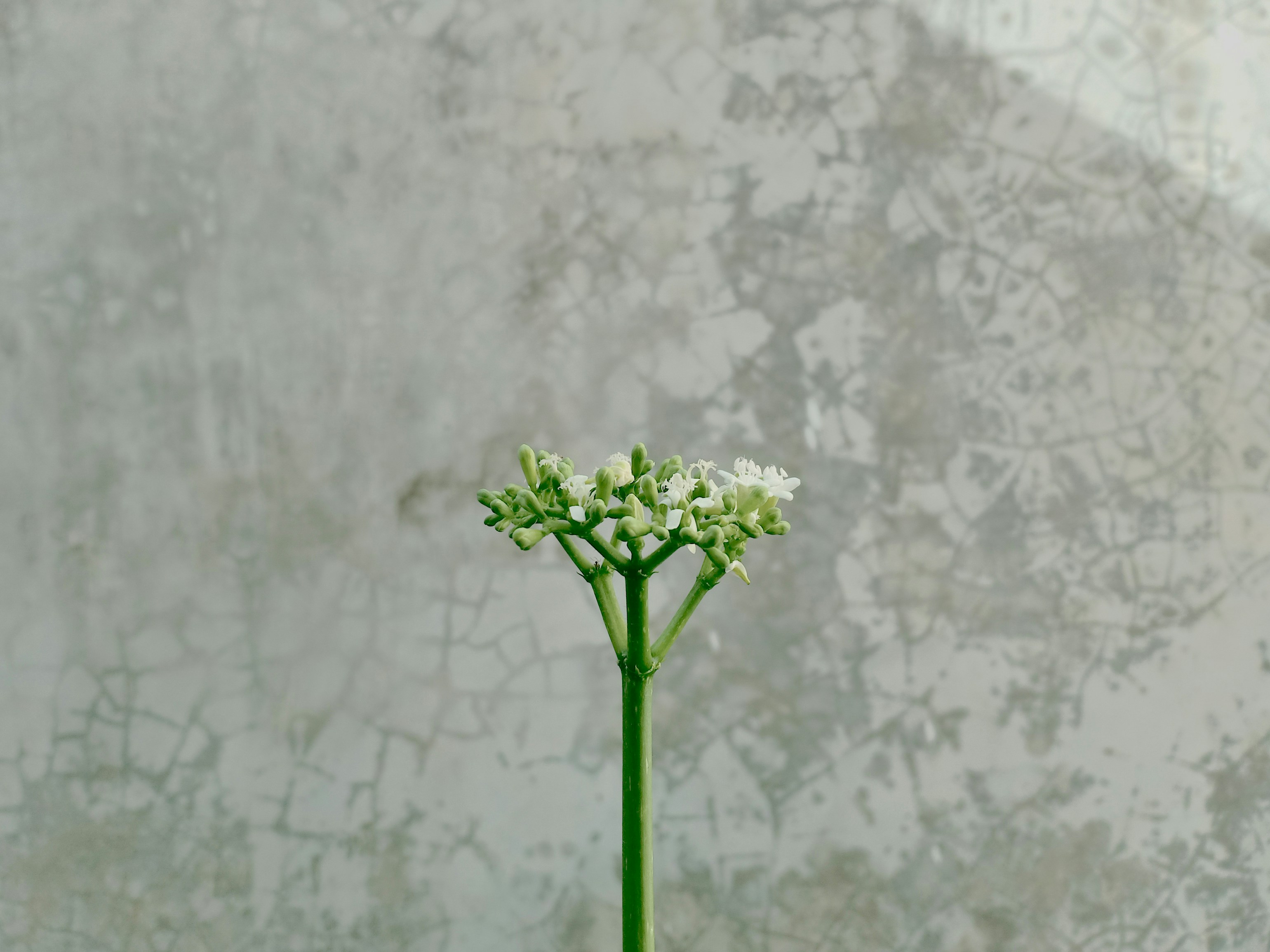 Photo by hybridnighthawk