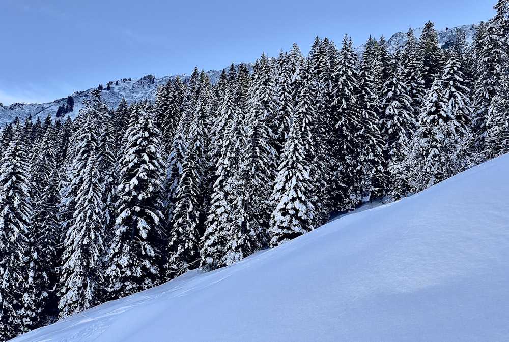 a snow covered mountain with trees in the background