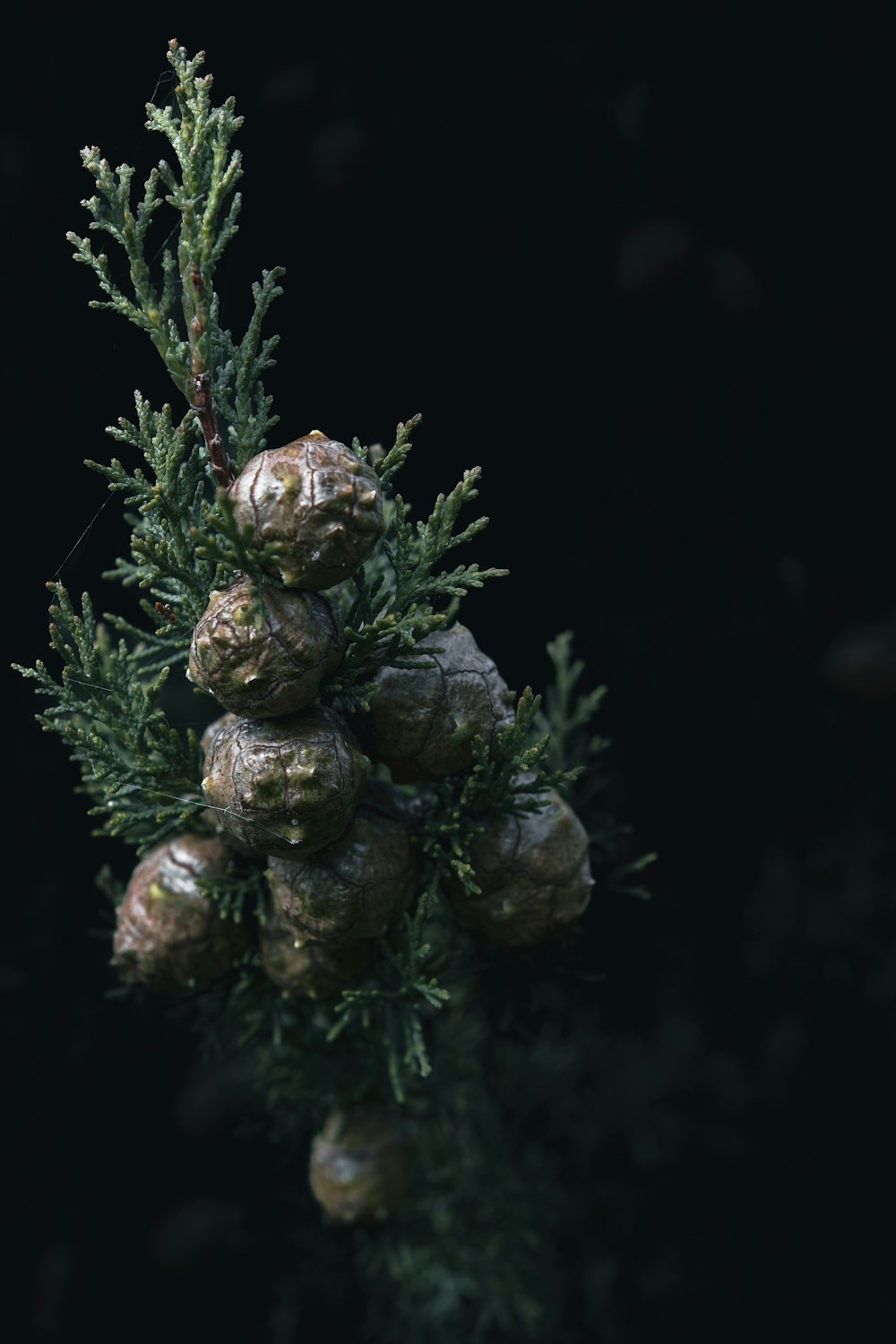 a close up of a pine tree with cones on it