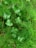 A lush collection of green foliage consisting of various leaf shapes and sizes, with some broad, glossy leaves and fine, needle-like leaves intertwined. The leaves are vibrant and healthy, evoking a sense of freshness.