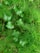 A lush collection of green foliage consisting of various leaf shapes and sizes, with some broad, glossy leaves and fine, needle-like leaves intertwined. The leaves are vibrant and healthy, evoking a sense of freshness.