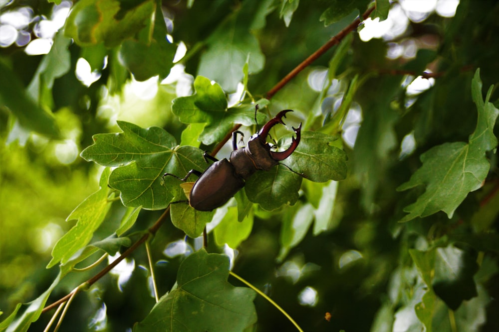 a bug that is sitting on a tree branch