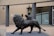 A bronze sculpture of a child sitting on the back of a lion while reading a book. The scene is set in an outdoor area in front of a modern building with brick tiles and glass windows.