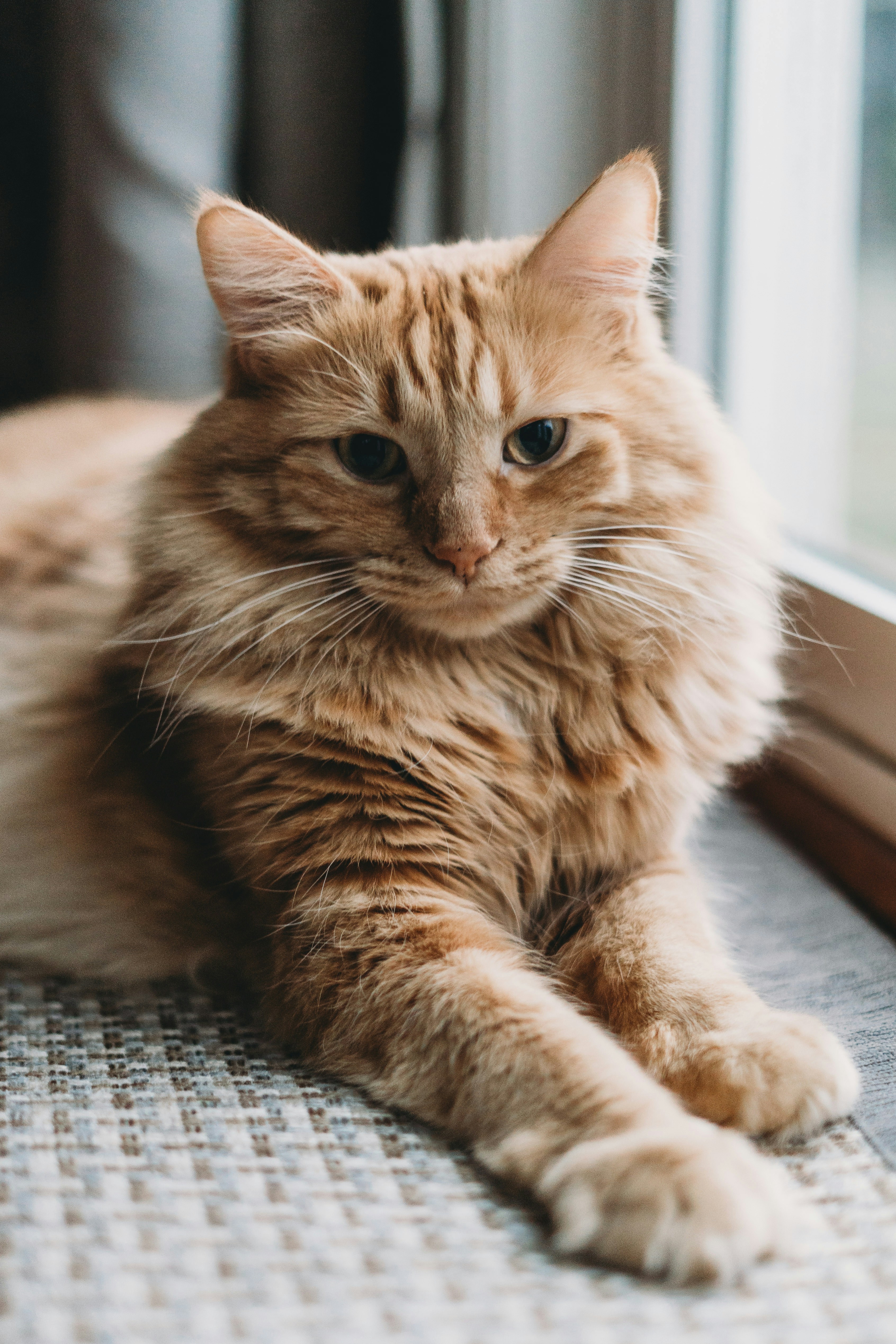 a cat sitting on the floor next to a window