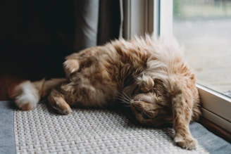 A fluffy orange cat curled up in a cozy blanket next to a warm fireplace