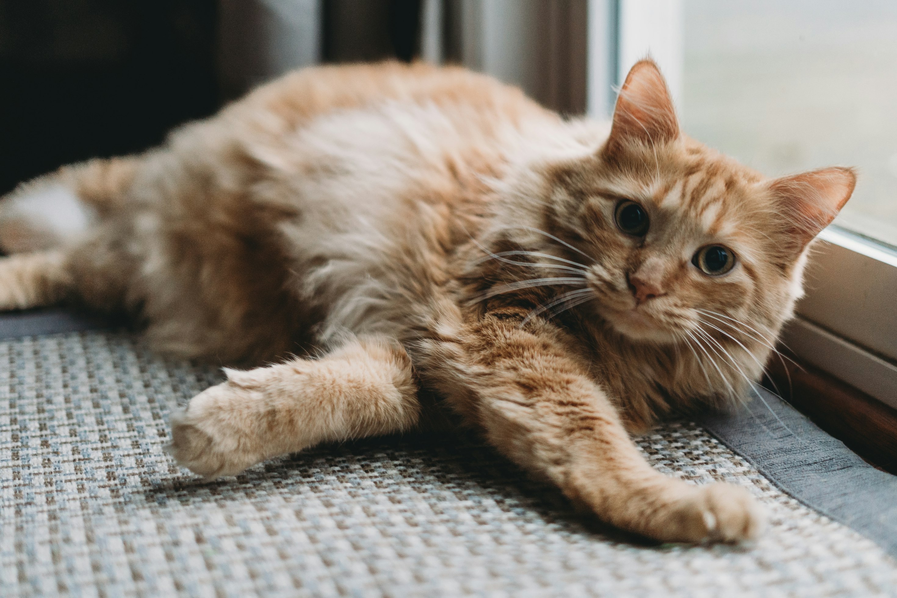 Norwegische Waldkatze orange