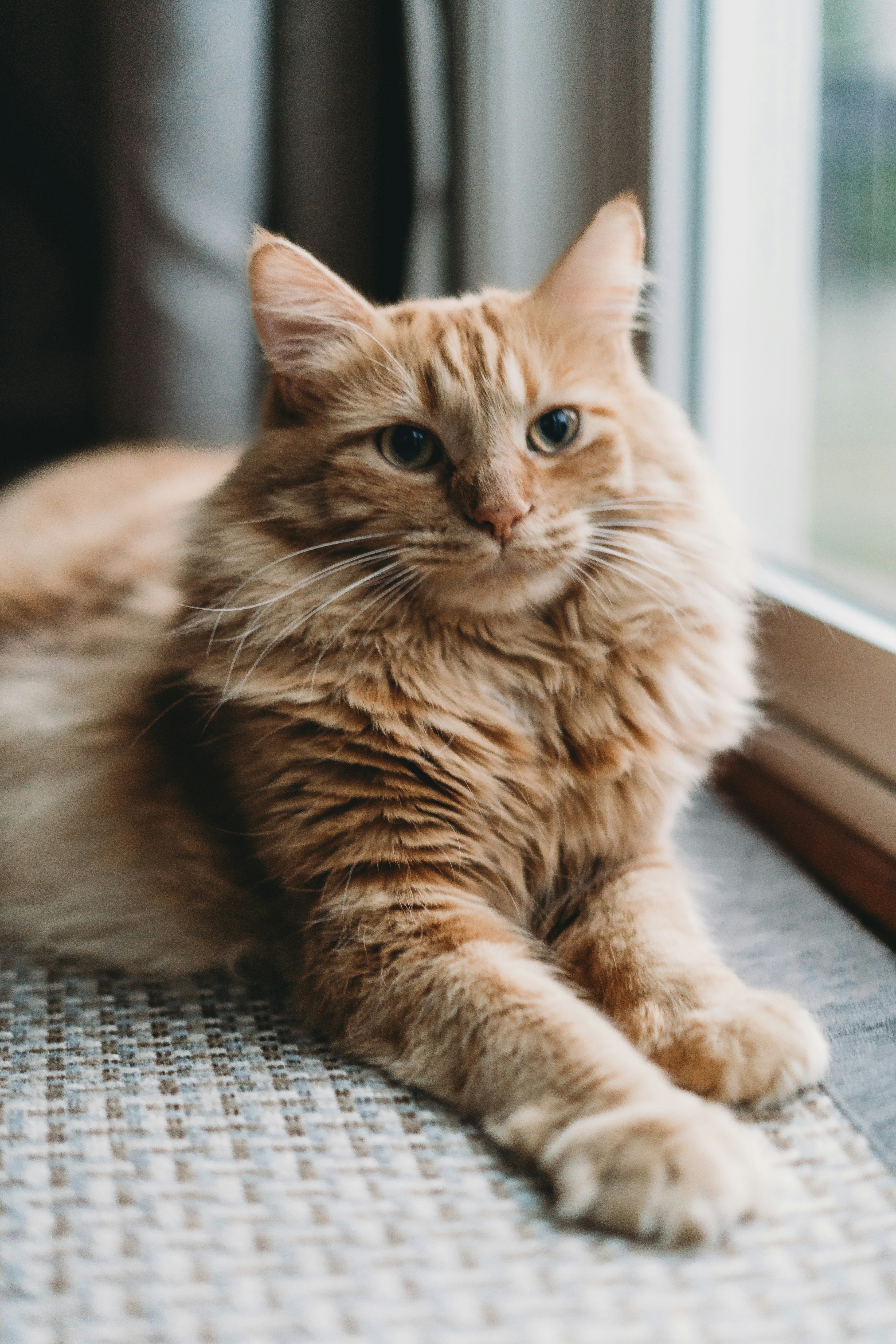 Norwegian Forest Cat: Nordic Hunter with Amber Fire (image credits: unsplash)