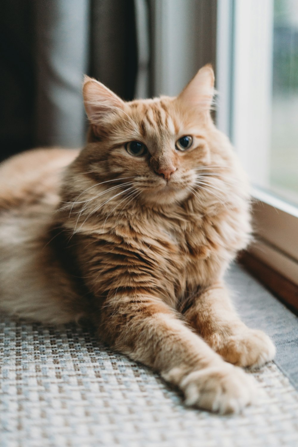 a cat laying on the floor next to a window