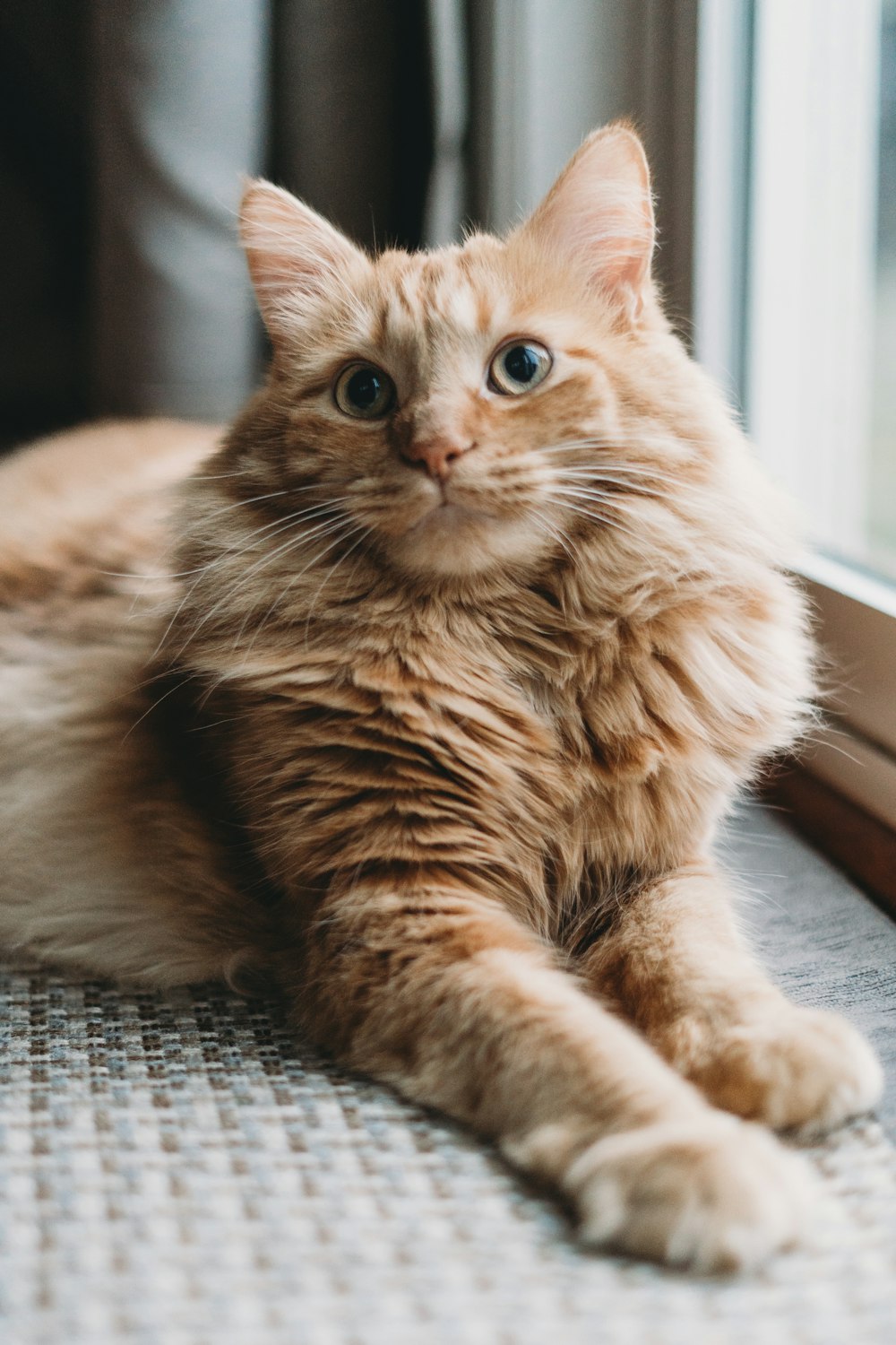 a cat laying on the floor next to a window