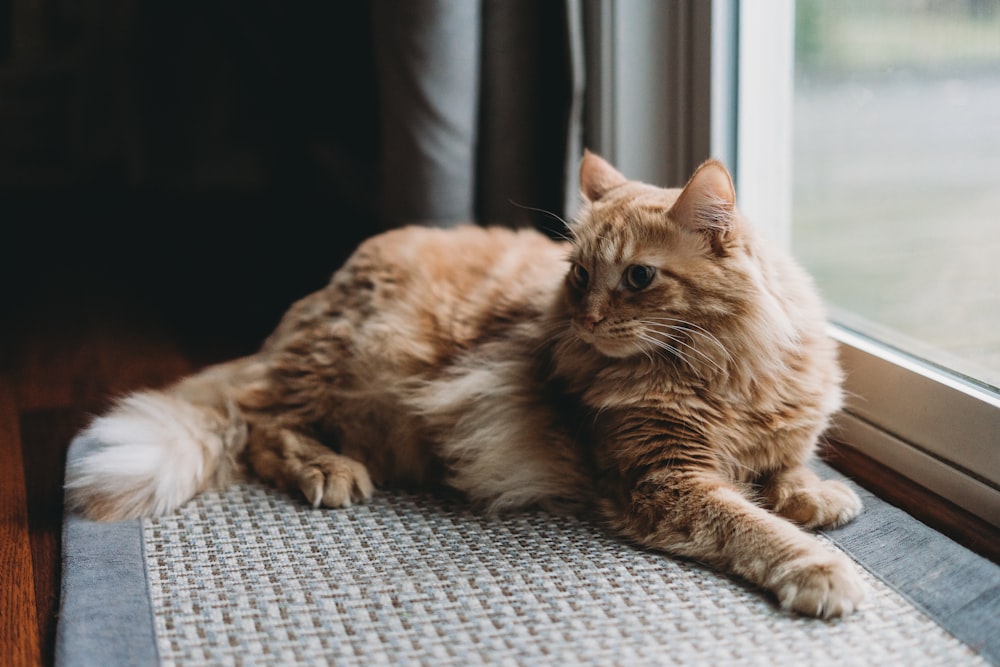 a cat sitting on a mat looking out a window