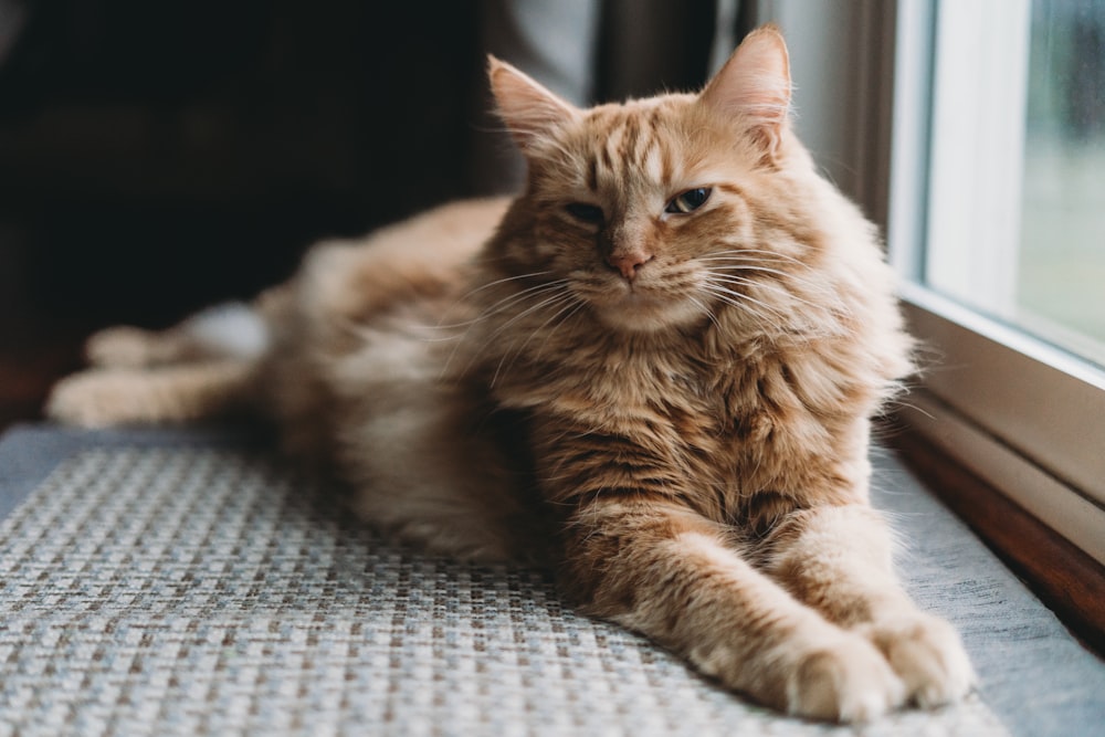 a cat sitting on a mat looking out a window