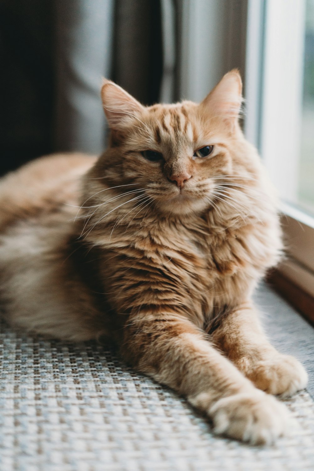 a cat laying on the floor next to a window