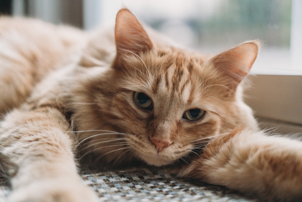 a close up of a cat laying on the ground